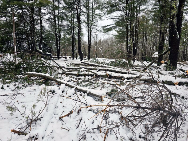 long line of downed branches from pine trees