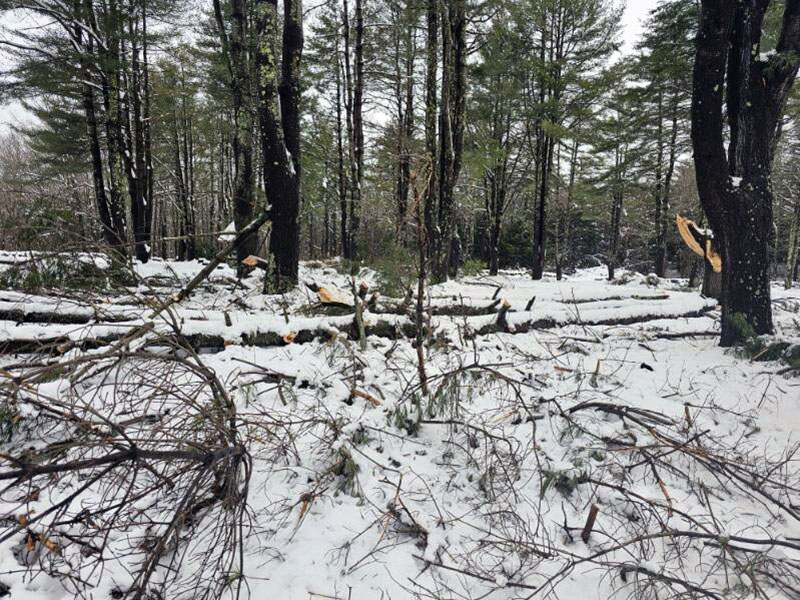 downed pine branches
