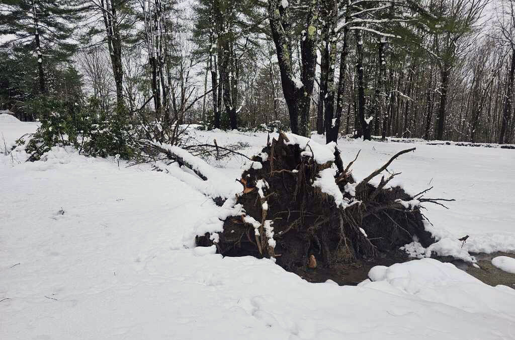 uprooted pine tree