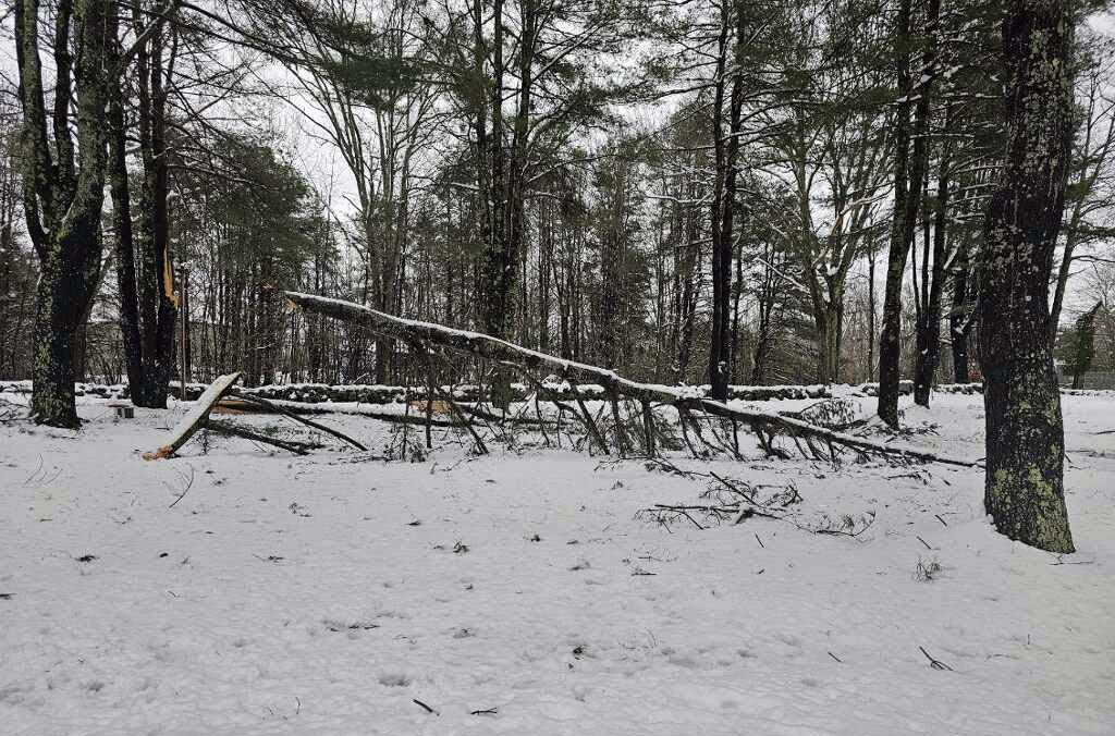 large toppled pine branches